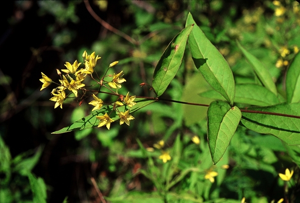 {Lysimachia fraseri}